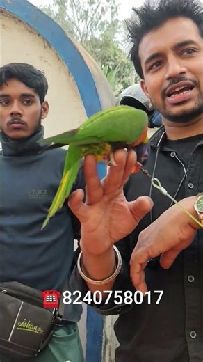 Rainbow Lory//Brown Lory 🦜#shorts #seramporepetmarket#sreemoyiparrot #trending#youtubeshorts#viral