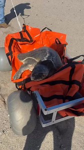 CIMWI rescued this “cold-stunned” olive ridley sea turtle that was hypothermic, lethargic, unable to swim, and having difficulty breathing. The sea turtle beached itself at Oxnard Shores on Wednesday afternoon. Olive ridley sea turtles are not commonly seen in the Santa Barbara Channel. It is likely she was caught in a cold current that brought her to our coast.She is in critical condition with a body temperature of 54.1°F (ideal temperature is over 68°F). The animal’s prognosis is very guarded 