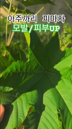 아주까리/피마자 효능 많다!