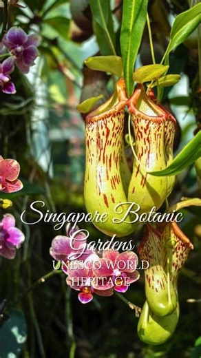 UNESCO WORLD HERITAGE SITES - Singapore Botanic Gardens 😍