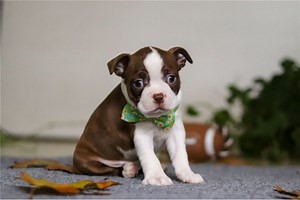 Morris - Boston Terrier Puppy 12772F