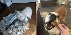 Cheer Up With 25 Adorable Animals Acting A Little Goofy