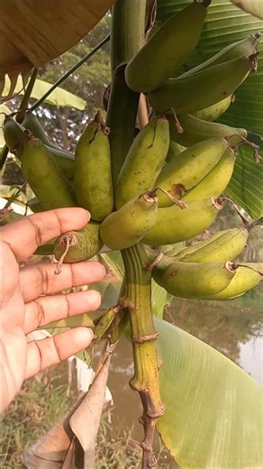 Organic farming, Natural farming, Banana plantation, Village life, gardening #farming #gardening