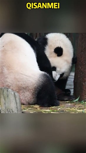 三妹和好奇大战三百回合后，又挨了三巴掌 #panda #animals #redpanda夕消 #上野パンダ #funny #cutepanda #pets #cute #zoo