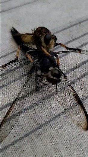 Robber Fly vs. Dragonfly