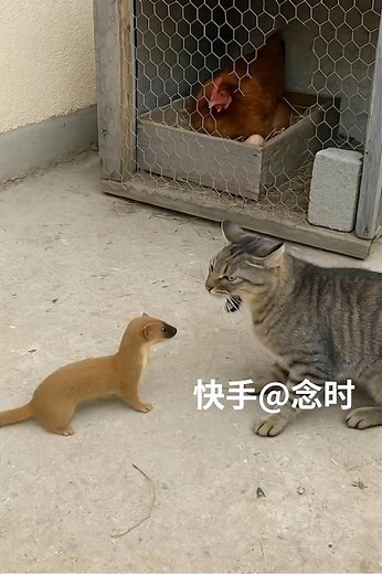 Cat vs Weasel – Unexpected Showdown in Front of the Chicken! 🐱🥊🐔 | AI Funny Video