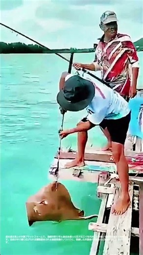 【圧倒的な力】巨大な海洋生物を引き上げる漁師の匠の技 #worker #process #fishing #seafood #catch