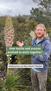 5.8K views · 122 reactions | Chaparral Yucca: A Plant or a Moth's Haven? This fascinating natural wonder exemplifies mutualism at its finest. The Yucca offers a safe haven for moths to procreate in the shelter of its flowers, and in return, the moth acts as a dutiful pollinator, benefiting the plant's survival. This remarkable exchange of services highlights the beauty of nature's symbiotic relationships. | San Diego Botanic Garden | Facebook