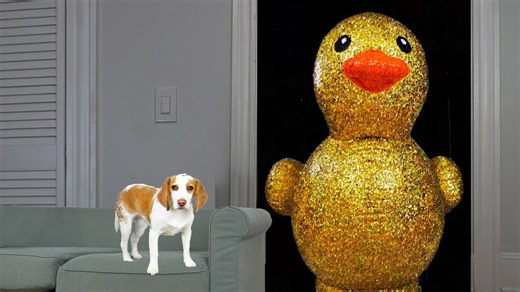 Puppy surprised by giant golden rubber duck in funny prank