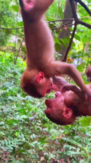 Young Monkeys Play and Explore in a Lush Forest