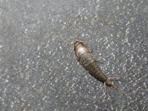 The secretive Silverfish