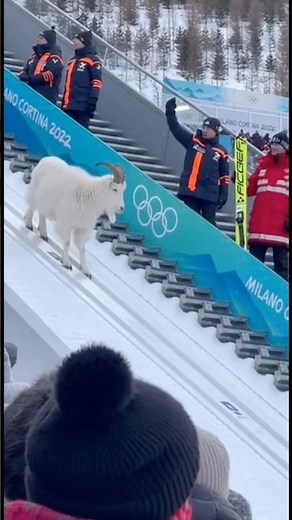 Mountain goat wanders onto the ski jump at the Olympics #milanocortina #skiing #animal #nature #snow
