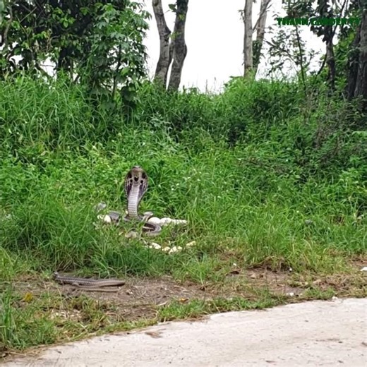 Baby Cobra Snakes Hatching and Their Mother Guarding Them #shorts #snake #cobra