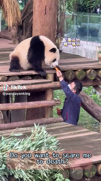 #panda #cute #eicc #sanmei