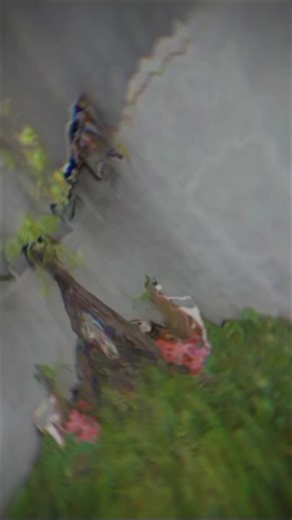 laga hari minggu Raja_langit🏅 vs centong 2 - 0 Brimop🏅 vs sembur 1 - 0 matur suwon separinge 🤝 #merpatikentongsurabaya #merpatikentong #dorokentongsurabaya #lewatberanda