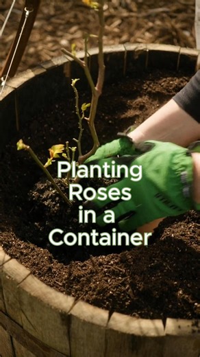 9.5K views · 79 reactions | Early spring is the best time to plant roses in containers. Choose a type suited to containers. #roses #containergardening #rosegarden | Growing in the Garden | Facebook