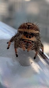 Such a brat 🤣 #tinyfriends #spiders #jumpingspiders | Spider Facts