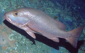 Mangrove red snapper - Alchetron, The Free Social Encyclopedia