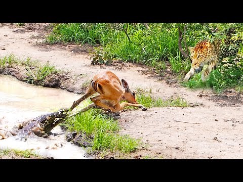 Impala Escapes Crocodile Only To Get Caught by Leopard!