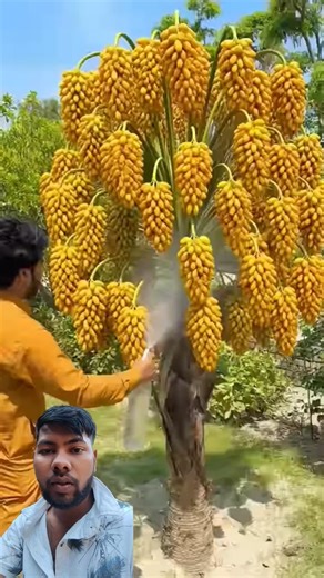 Ek Spray Aur Poora Tree Khajoor Se Bhar Gaya 😳 || #shorts #film