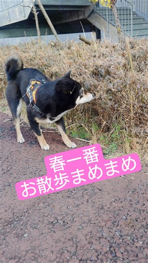 急に暖かくなった日のお散歩 #豆柴 #柴犬 #shibainu