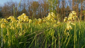 Flowering Reserve. Cowslip Primrose. Young And Yellow Inflorescences Of Cowslip Primula Veris. Late Spring Meadow.