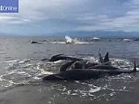 Hundreds of whales die after being stranded on a remote NZ beach