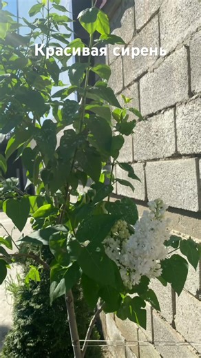 Кто любит сирень