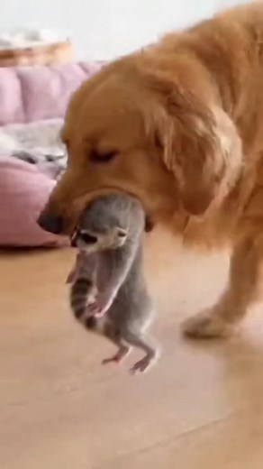 Golden Retriever adopte un raton laveur! L'amour peut-il traverser les espèces? Découvrez cette adoption émouvante! Generated using Kling AI . . . (À des fins de divertissement uniquement. Consulter des professionnels si des conseils sur les activités sont présentés. Aucune affiliation à une marque n'est implicite si elle est représentée. Si le contenu s'inspire d'événements réels, des adaptations créatives peuvent être incluses. Le contenu peut inclure des images publiques.) | Femme Heureuse