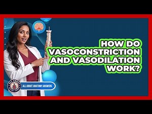 How Do Vasoconstriction And Vasodilation Work?
