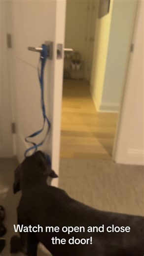 Dog in training #dog #servicedog #dogtraining #dogtrainer #dogtrainingtricks #dogtrainingtips #dogsofttiktok #labrador #bertha #blackdog #doggo #dogsvideo #puppylove #blacklabpuppy #cutedogs #puppy #smartdog #smartpup #fyp