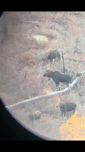 Washington State Moose 🫎 #bullmoose #moose #wildlife #pnw #washington