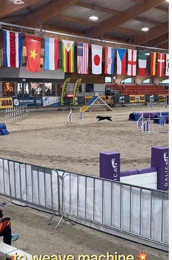 Weaves..definitely one of my favorite parts of agility! ⚡️ - what’s yours? #weave #slalom #agility #agilitytraining #agilitycompetition