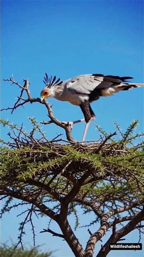 Secretarybird 145 Days Timelapse #birds #shortsbirds #animals #wildlife #viralbirds