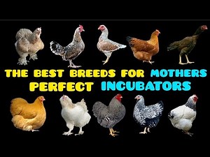 The 12 Perfect Chicken Breeds for Being Good Layers, EXCELLENT Brooders, and Perfect MOTHERS.