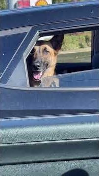Elite K9 Moments #dog #funny #cute #k9 #awsome #cinema #police #smartdog