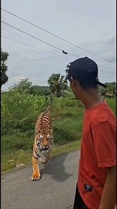 Animal catapult instead attacked by tiger #funny #fyp #viral | Maduro Creator