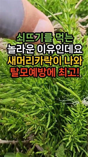 Here is the amazing reason to eat horsetail! It promotes new hair growth and is the best for prev...