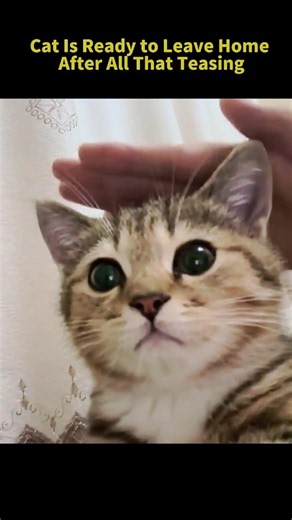 Cat Is Ready to Leave Home After All That Teasing【Too Cute Bro】#catshorts #funny #cute #funnycats