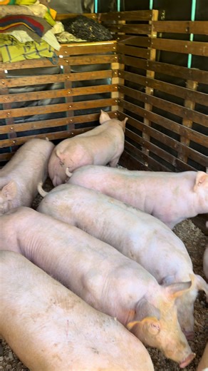 Seguimos entregando cerdos de ceba de 128 kilos promedio a nuestros clientes. . . . . . . . . #ceba #cerdostiktok #parati #venta #cerdos