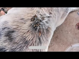 Removing 1000 Giant Ticks From Poor Dog - How to Completely Removed Ticks From Dog ‪@FamilyKun‬
