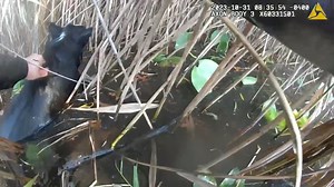1K views · 56 reactions | NYPD Officers rescued a blind dog in frigid water. After receiving 911 calls of a dog drowning in Baisley Pond yesterday, Officers Williams & Esposito responded and entered the frigid water to rescue Sparky, an 8-year-old blind Border Collie. Thanks to the quick-thinking officers, Sparky and its owner were reunited at the emergency vet earlier today | Law Enforcement Talk Radio Show | Facebook