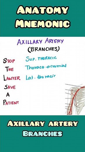 Axillary Artery : Branches - mnemonic | Anatomy | #shorts