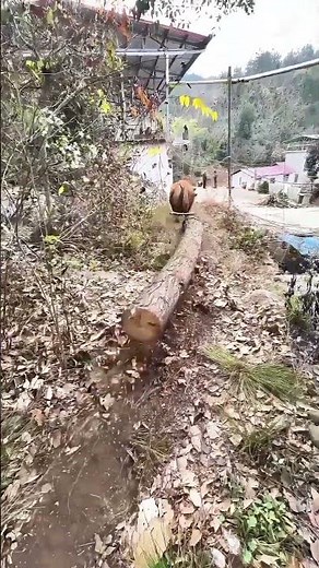 Simple Tools, Smart Design : The Ox-Powered Log Hauler