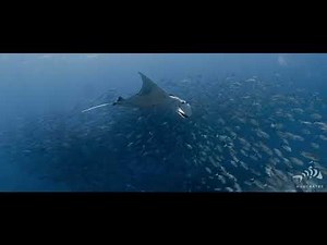 Seven Seas Solitude 2: Diving The Banda Sea, Lucipara Islands and Triton Bay