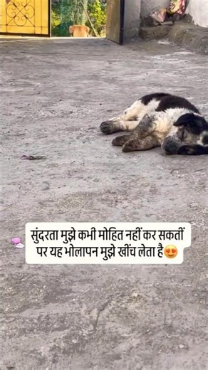 Bolna | innocent dogs😊| Whatsappstatus #explore​ #sad​ #ytshorts​ #fypシ​ #shorts​​​ #trending​​​