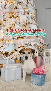 Skip the stress of last-minute orders and keep your furry friend’s tail wagging with regular deliveries of their favorite treats. Whether it's for festive fun or everyday delight, we've got you covered. 🎄🐾 🐕 Sign up today and let the holiday magic come to you (and your pup)! 🎁 www.bullysticksdirect.com/autoship-program | Bully Sticks Direct