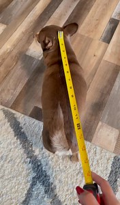 101K views · 1.9K reactions | Making more diapers for Max, it won’t come off and comfortable | Max the chihuahua | Facebook