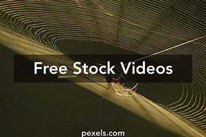 Trap Videos, Download The BEST Free 4k Stock Video Footage & Trap HD Video Clips