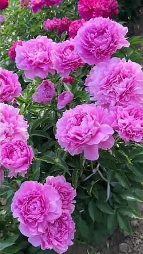 Peonies flower 🌸 #shorts #viral #trendingshorts #flowers #gardendesign #garden #plants #Peonies